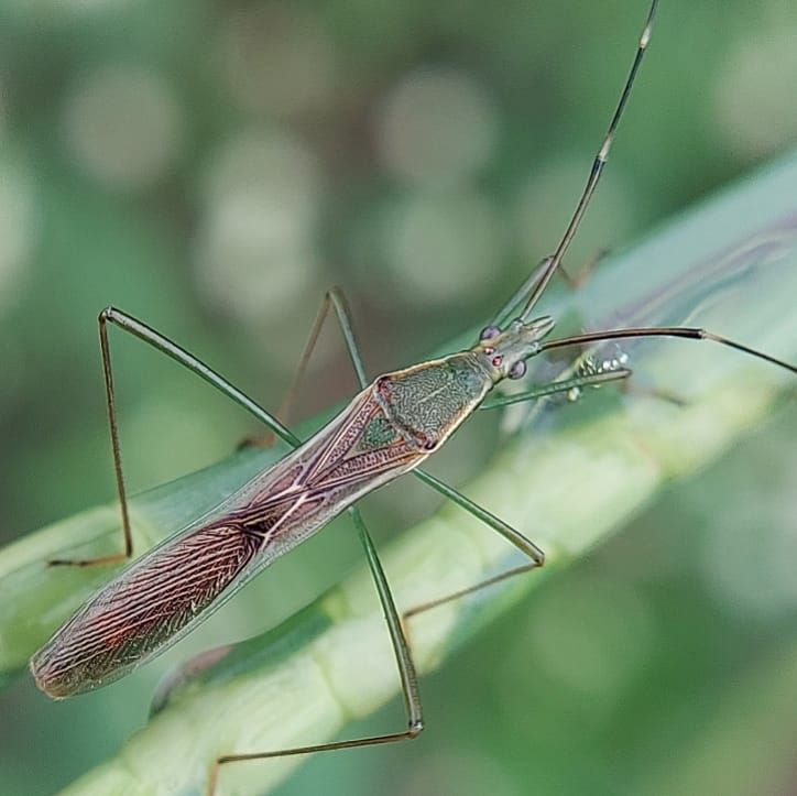 Leptocorisa varicornis